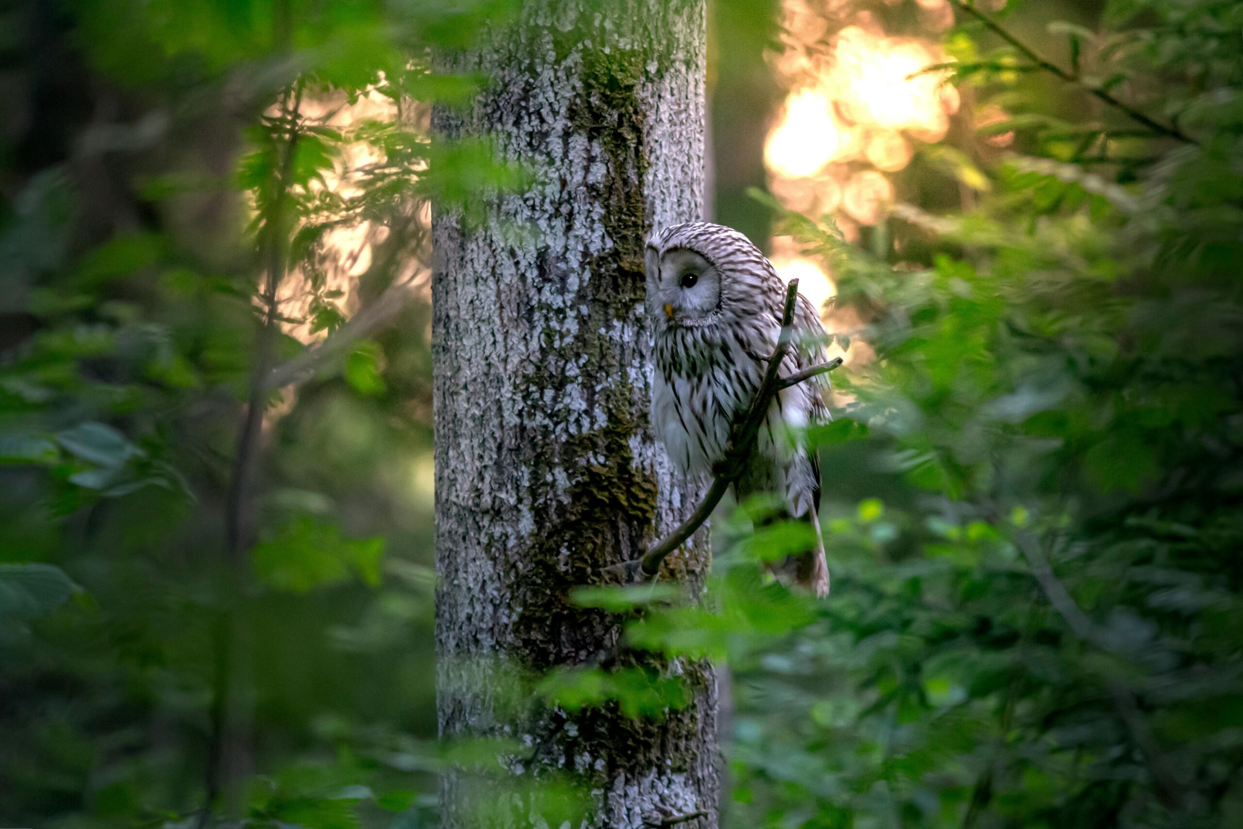 A Ural owl (Strix uralensis) perched on a tree branch in a serene forest setting.
